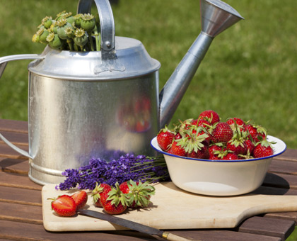 Fraises à la lavande