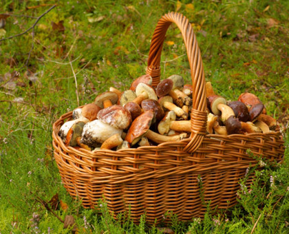Champignons vénéneux, savoir reconnaître les signes d’une intoxication