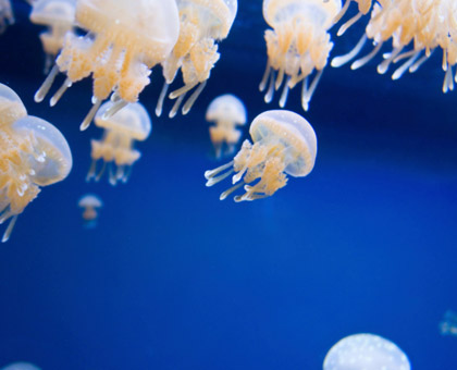 Que faire en cas de piqûre de méduse, de vive ou d’oursin ?