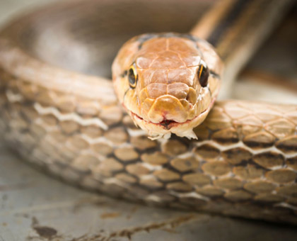 Morsure de serpent, piqûre de guêpe, d’abeille : que faire ?