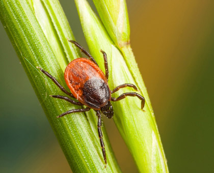 Gare aux tiques : elles peuvent transmettre certaines maladies !
