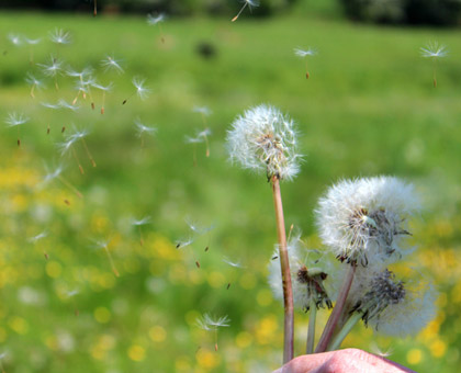 Allergie aux pollens : comment la traiter ?