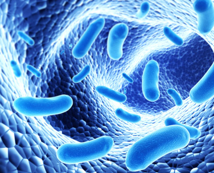 La flore intestinale : l\'intérêt des probiotiques et prébiotiques