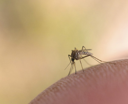 La chasse aux moustiques