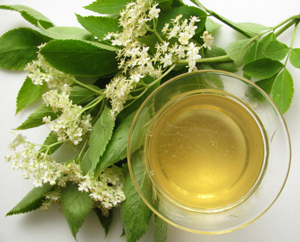 Soulager les infections respiratoires avec le sureau