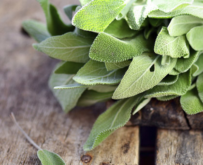 La sauge, un concentré de bienfaits !