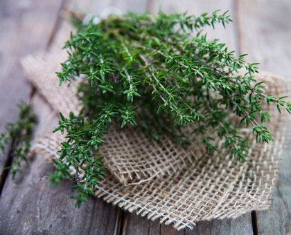 Le thym, pour bien respirer
