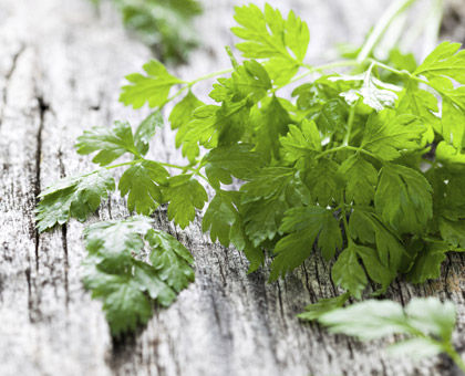 Le cerfeuil ouvre l'appétit et soulage les eczémas