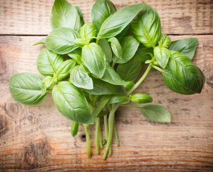 Le basilic, une plante anti-âge et bonne humeur