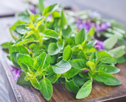 La marjolaine, apaisante et antiseptique