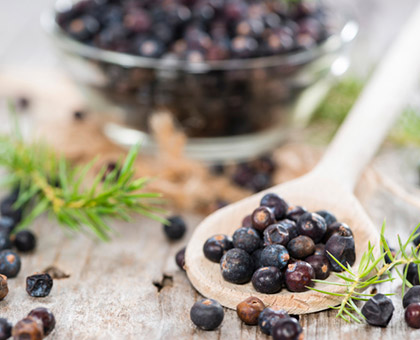 La baie de genièvre, l'alliée des femmes