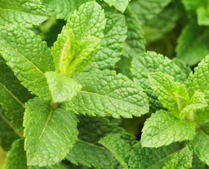 La menthe, une alliée contre les problèmes de digestion et maux de tête