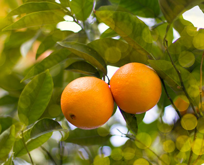 Zoom sur l\'orange et la mandarine