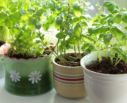 Quelles solutions naturelles pour se débarrasser des mouches ?