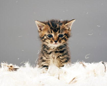 Vrai ou faux : tout ce que vous devez savoir sur votre chat