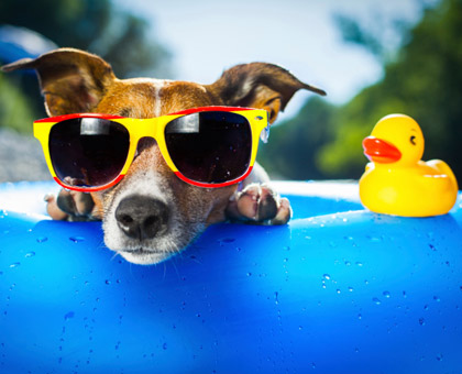 Vacances : votre animal aussi peut prendre des coups de soleil !