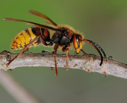 Piqûre de guêpe : savoir reconnaître l’urgence