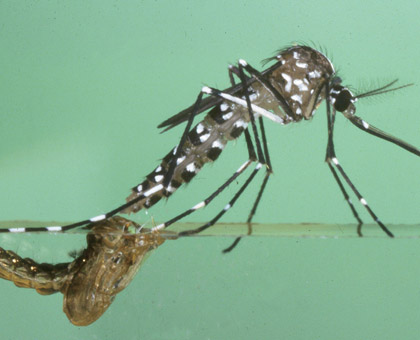 Moustique tigre : comment la résistance s’organise en France métropolitaine