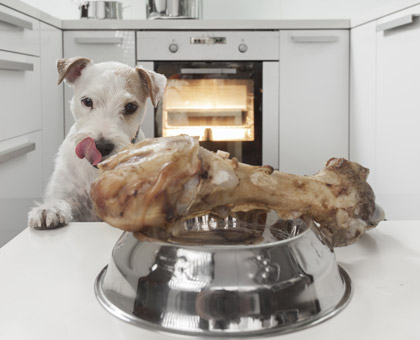 Mon chien est en surpoids, est-ce grave ?
