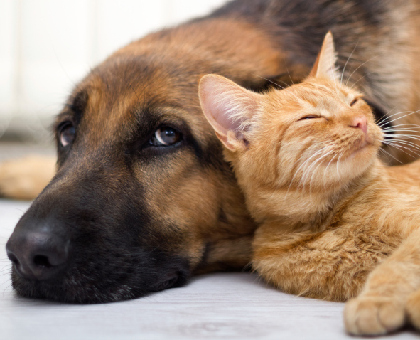 Comment couper les griffes de mon animal ?