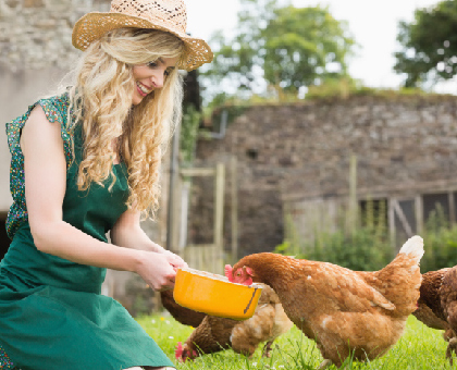 Avoir des poules dans son jardin, de multiples avantages