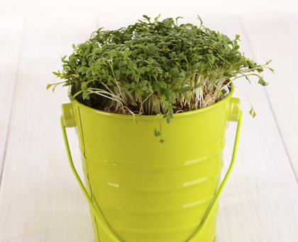 Le cresson, idéal en période de régime !