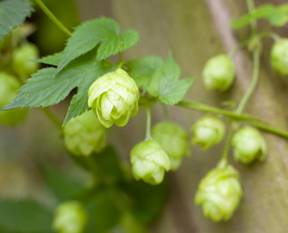 Le houblon, remède naturel contre les bouffées de chaleur et les règles douloureuses