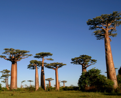 Le fruit du baobab : un trésor méconnu