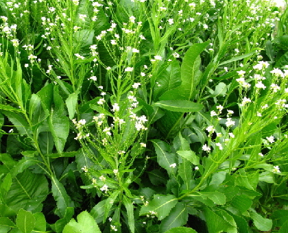 Remède naturel pour soulager une carie