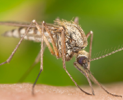 Quatre victimes du chikungunya à Montpellier