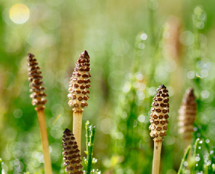 4 plantes efficaces contre la rétention d’eau