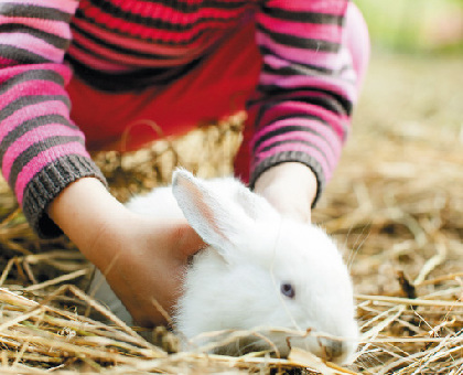 Livres : chien, chat, lapin nain, toutes les clés pour bien s’en occuper