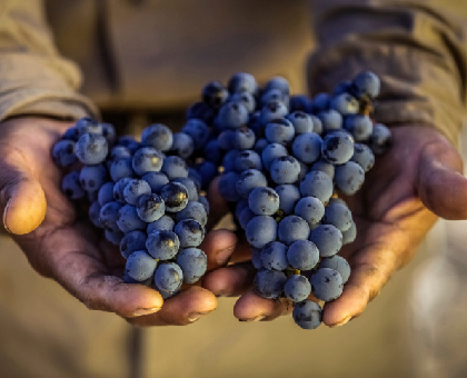 Les bienfaits du raisin