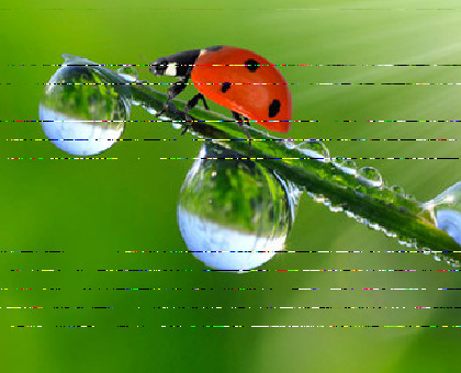 Observer la nature pour connaitre la météo