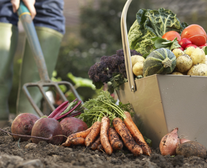 Cinq pesticides impliqués dans la survenue de cancers