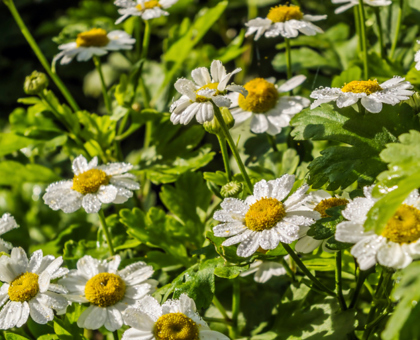 Maux de tête : 2 plantes efficaces pour vous soulager