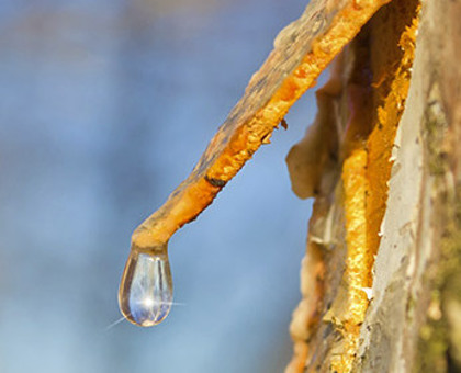 La sève de bouleau fraîche pour une cure detox de printemps