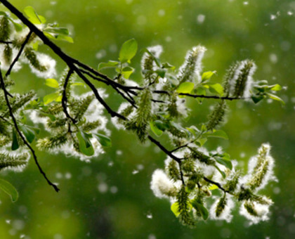 Alerte aux pollens !