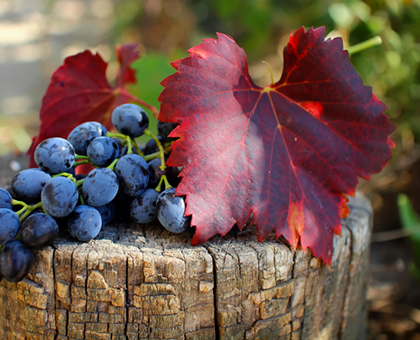 La vigne rouge a tout bon pour ma circulation !