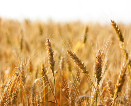 Intolérance au gluten, sensibilité au gluten, allergie au blé : quelles différences entre ces 3 maladies ?