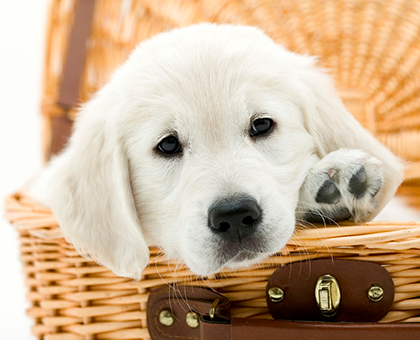 Apprendre la propreté à son chien