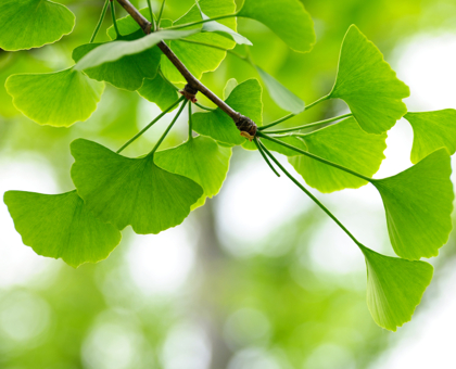 4 plantes pour préparer les examens dans les meilleures conditions