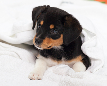 Comment apprendre à votre chiot à rester seul