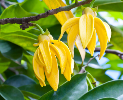 L'Ylang-ylang, l’huile essentielle du bien-être aux propriétés aphrodisiaques