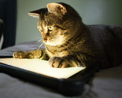 Regarder des vidéos de chats : c'est bon pour le moral !