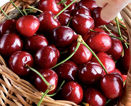 La cerise AOP, un fruit d'été d'une grande qualité