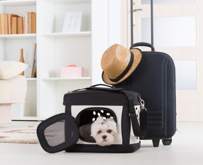 Prendre l'avion avec son chien : va-t-il voyager en soute ou en cabine ?