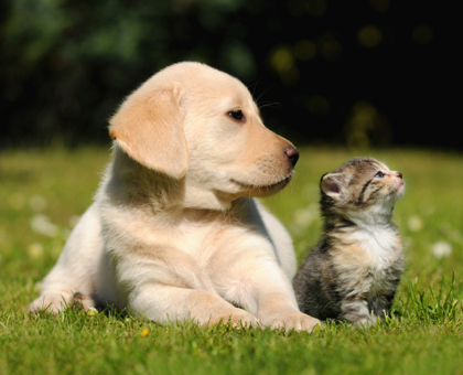 Pensez à identifier votre animal avant de partir en vacances