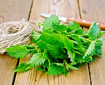 L’ortie : une plante aux vertus insoupçonnées