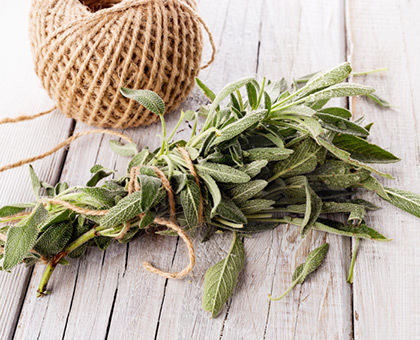 Découvrez les multiples vertus médicinales de la sauge